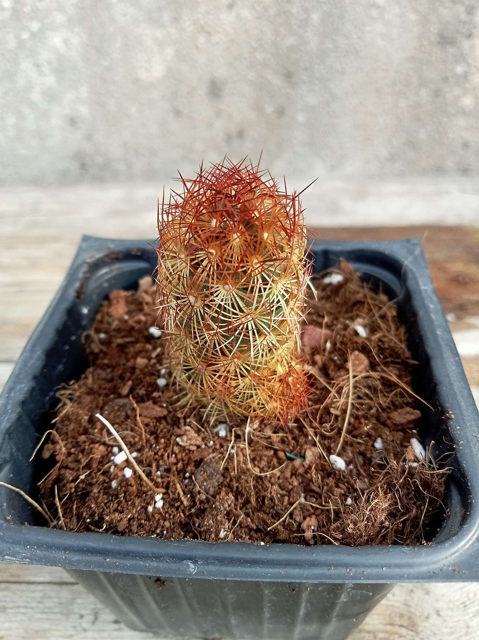 תמונה ממוזערת: Mammillaria Elongata "copper king"
