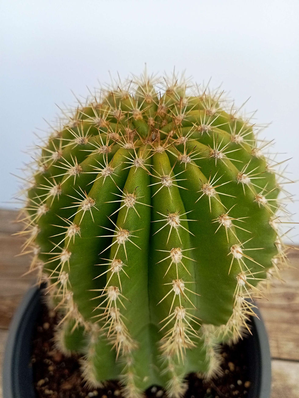 תמונה ממוזערת: Echinopsis calochlora