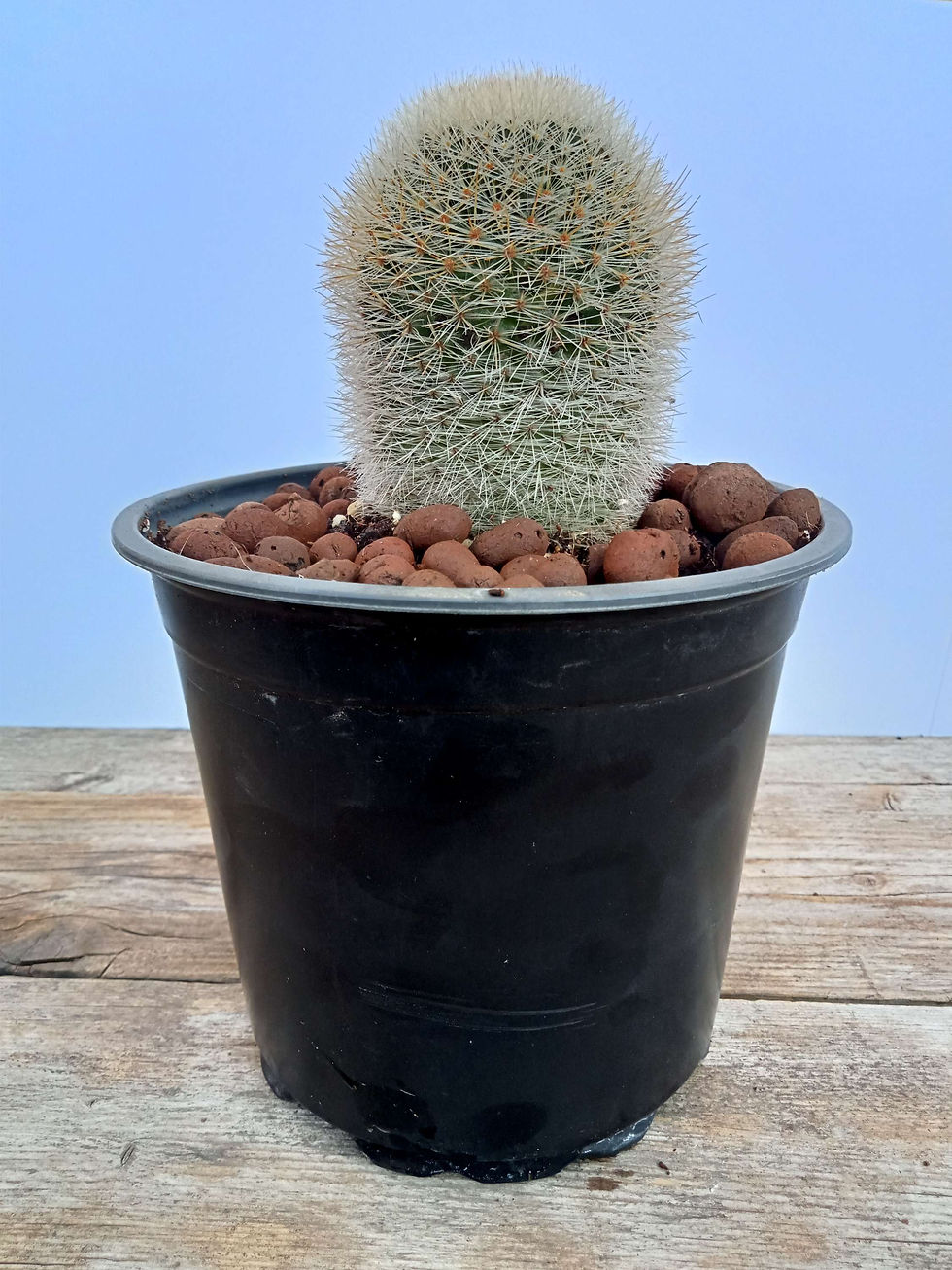 תמונה ממוזערת: Mammillaria

Pink crawn 🌵