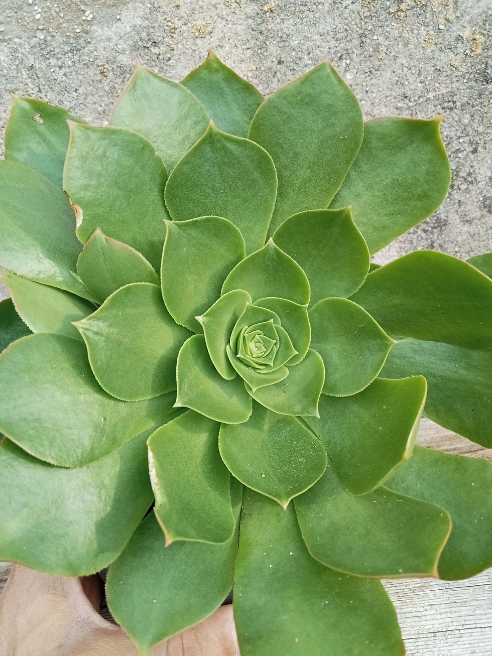תמונה ממוזערת: Giant Velvet Rose