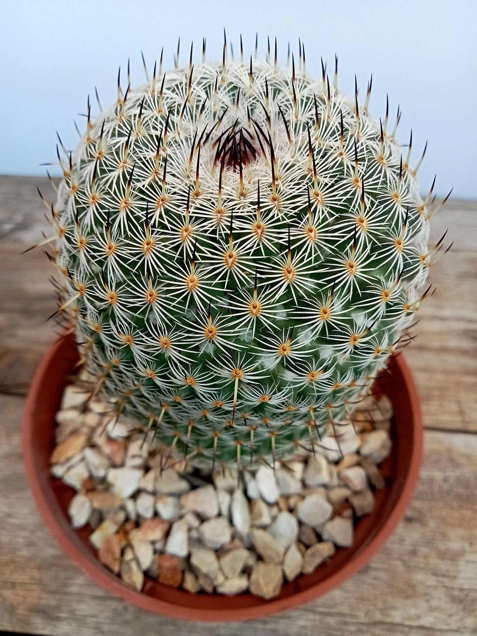 תמונה ממוזערת: Mammillaria hahniana🌵