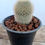 תמונה ממוזערת: Mammillaria

Pink crawn 🌵