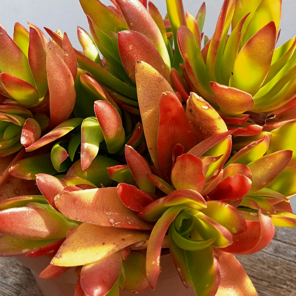 תמונה ממוזערת: 🔥Crassula campfire
