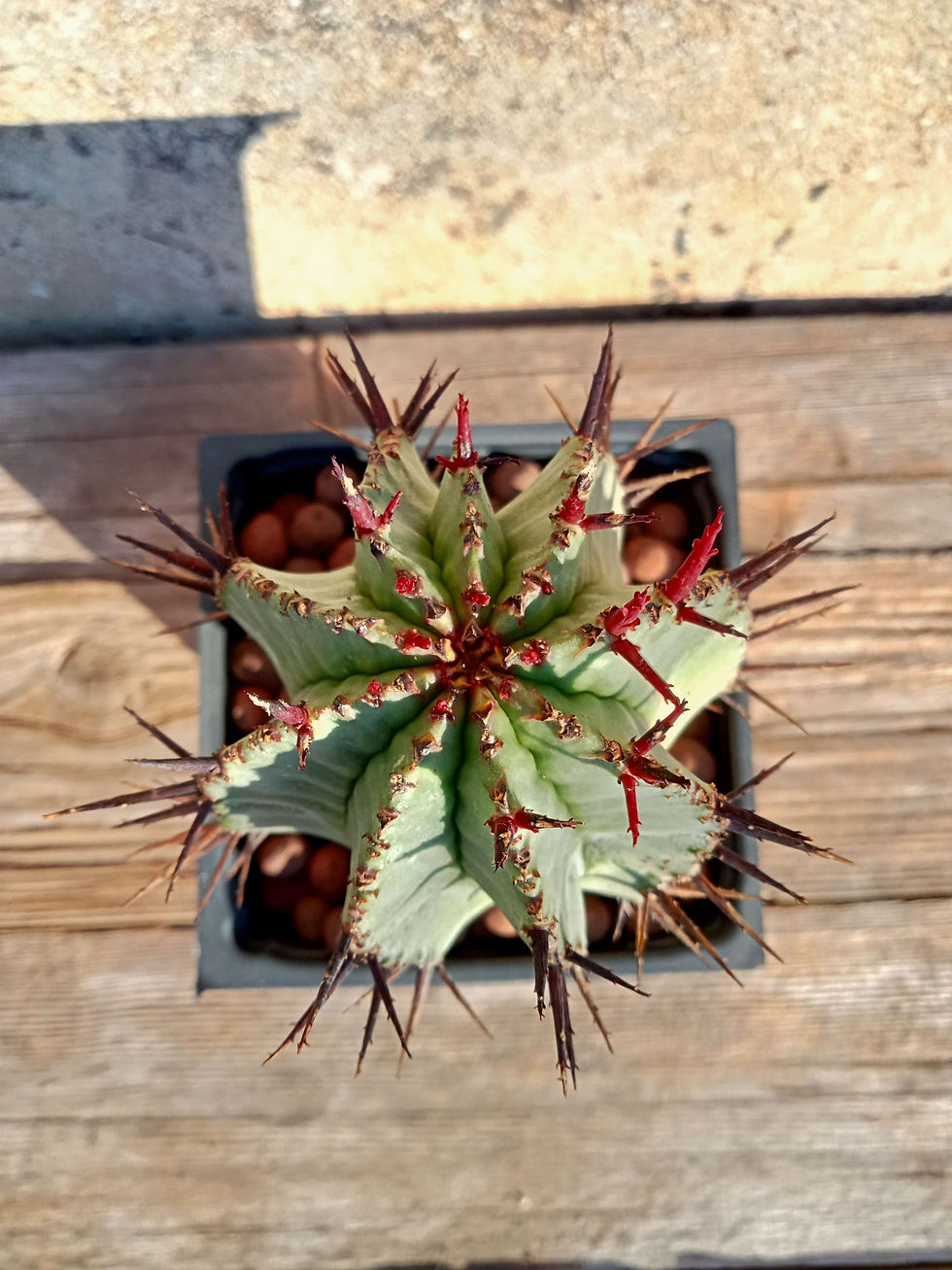 תמונה ממוזערת: Euphorbia horrida boiss🌵