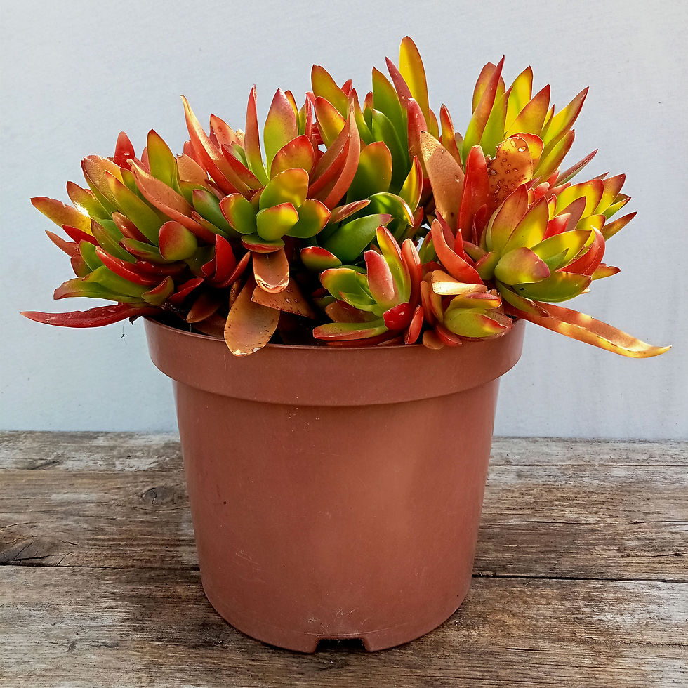 תמונה ממוזערת: Crassula campfire❤️‍🔥