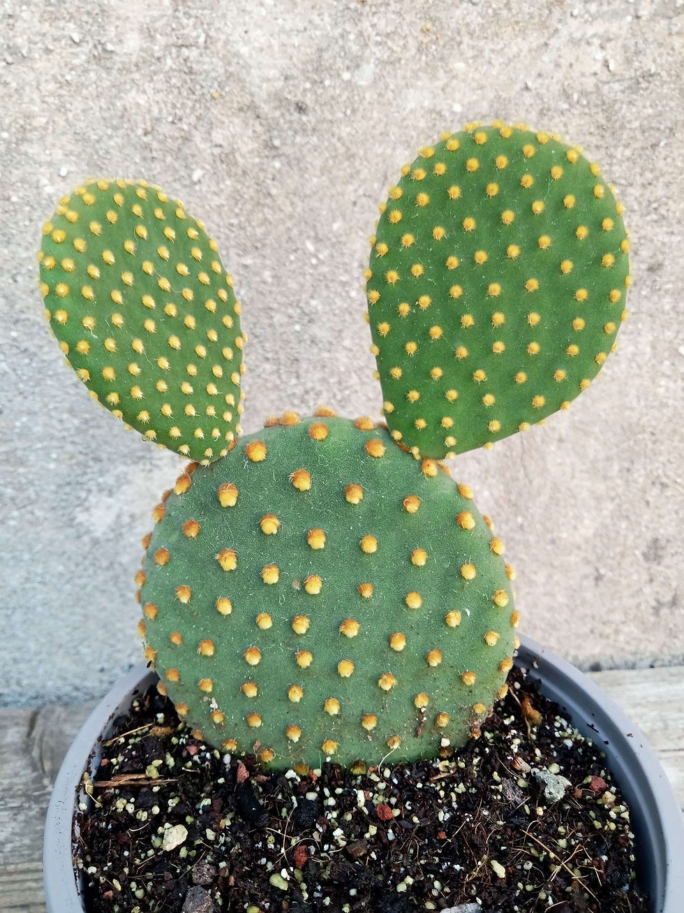 תמונה ממוזערת: Golden Bunny-ears prickly-pear🌵
