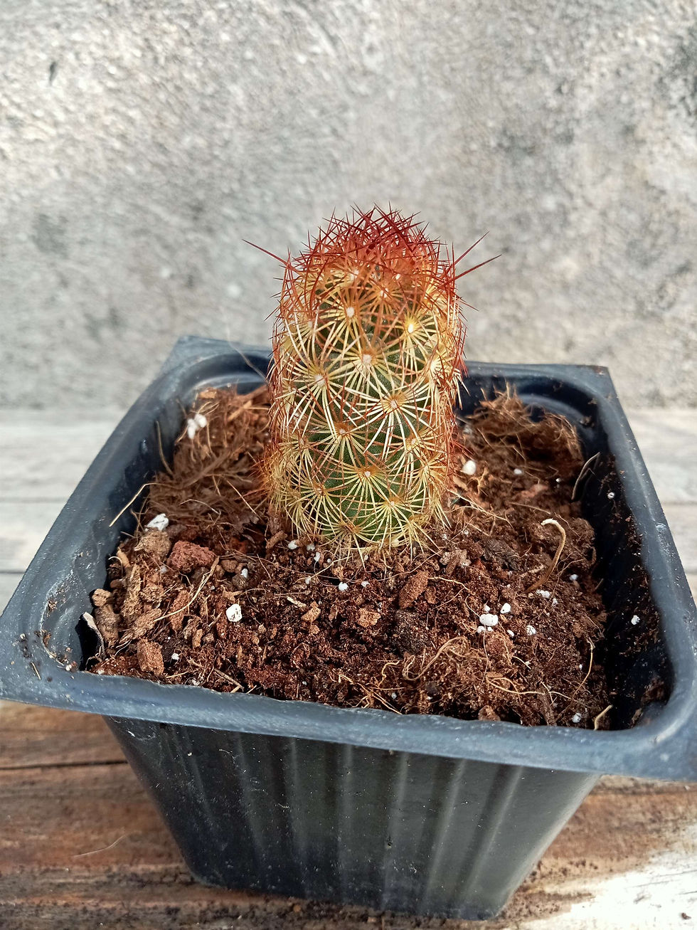 תמונה ממוזערת: Mammillaria Elongata "copper king"