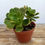 Thumbnail: Haworth's aeonium in a 7 cm calyx