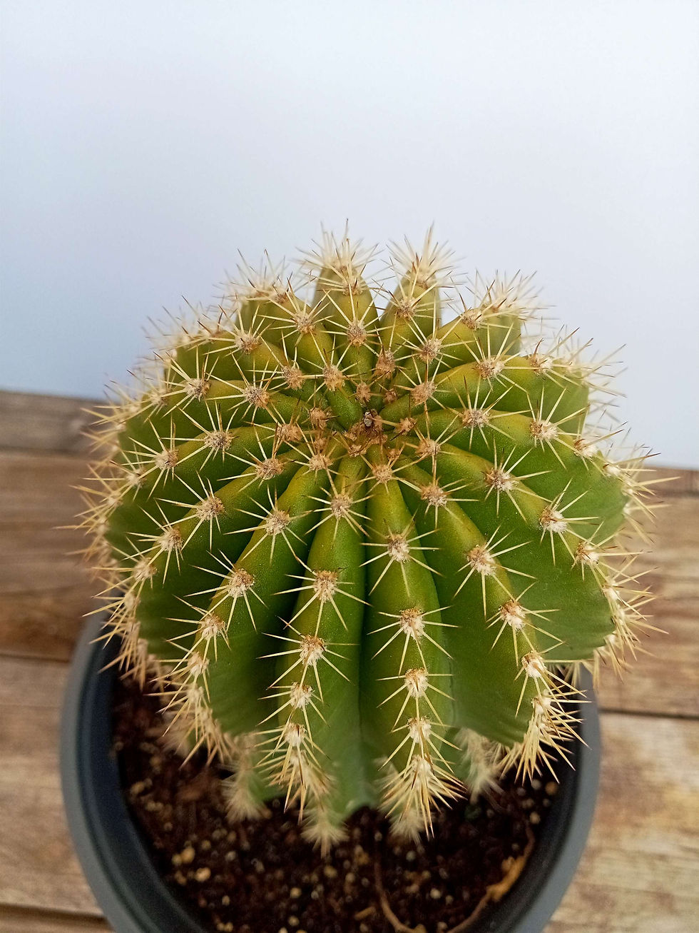 תמונה ממוזערת:   Echinopsis spachiana🌵