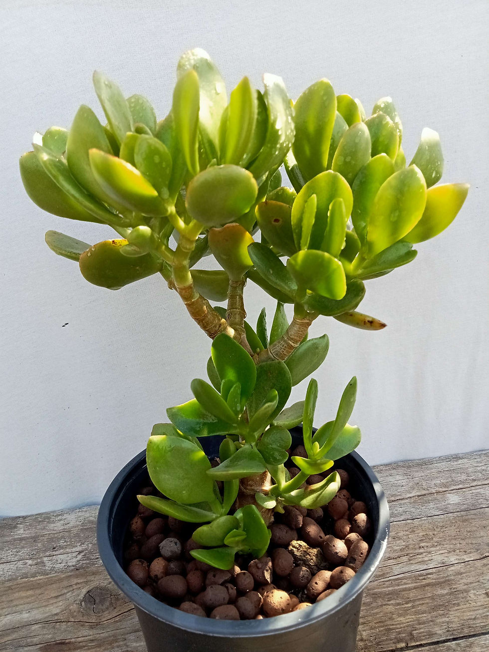 תמונה ממוזערת: Jade plant