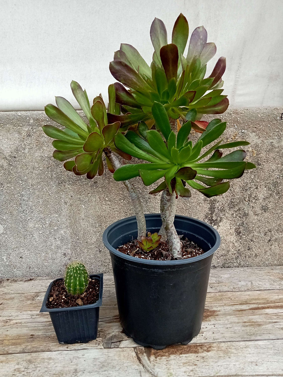 תמונה ממוזערת: Aeonium arboreum
