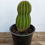 תמונה ממוזערת: Echinopsis calochlora