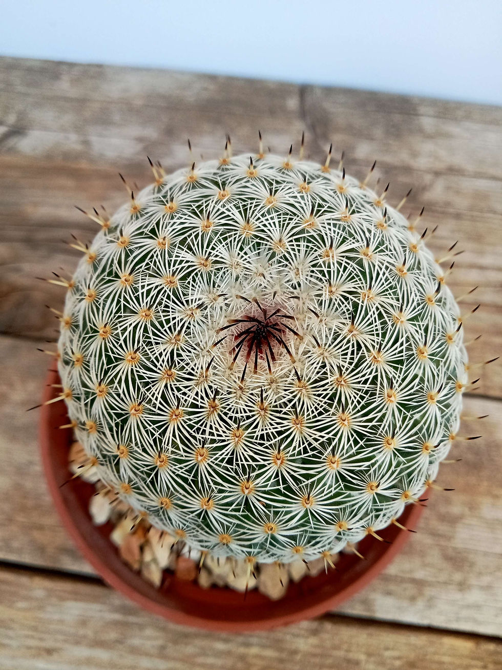 תמונה ממוזערת: Mammillaria hahniana🌵