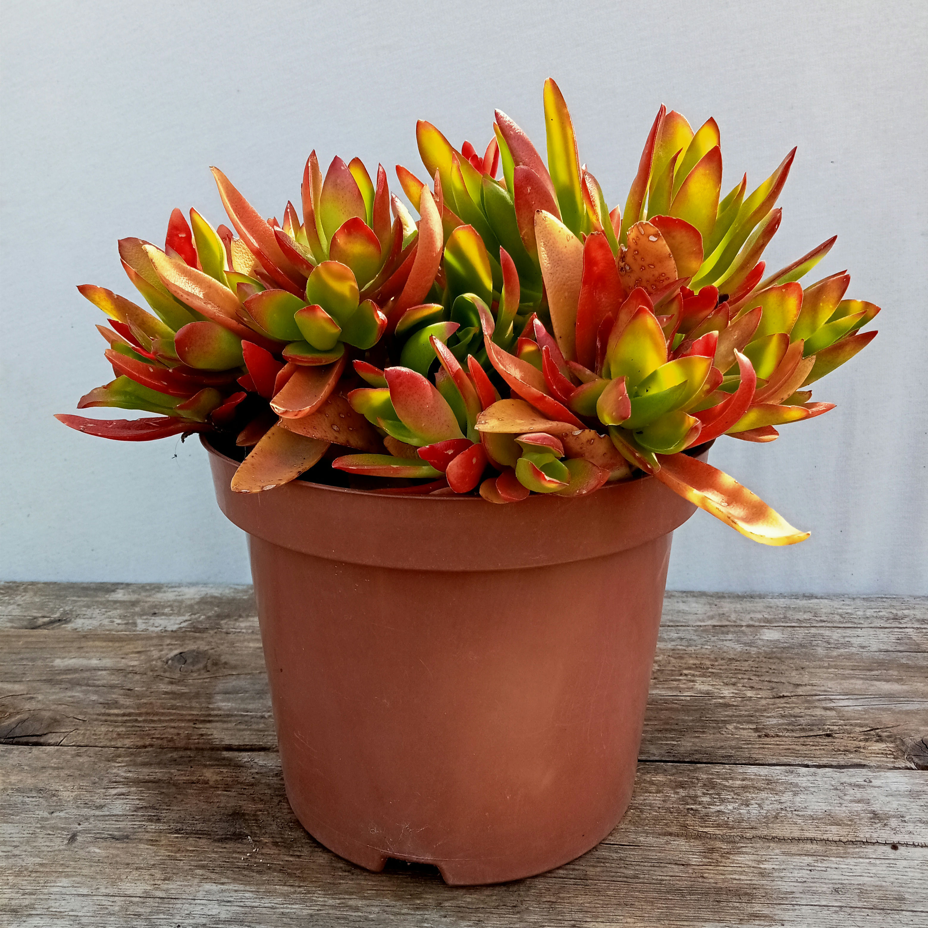 Crassula campfire❤️‍🔥