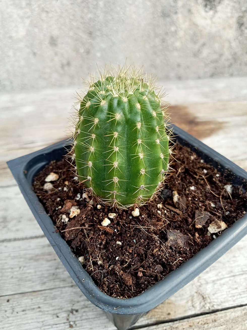 תמונה ממוזערת:   Echinopsis spachiana🌵