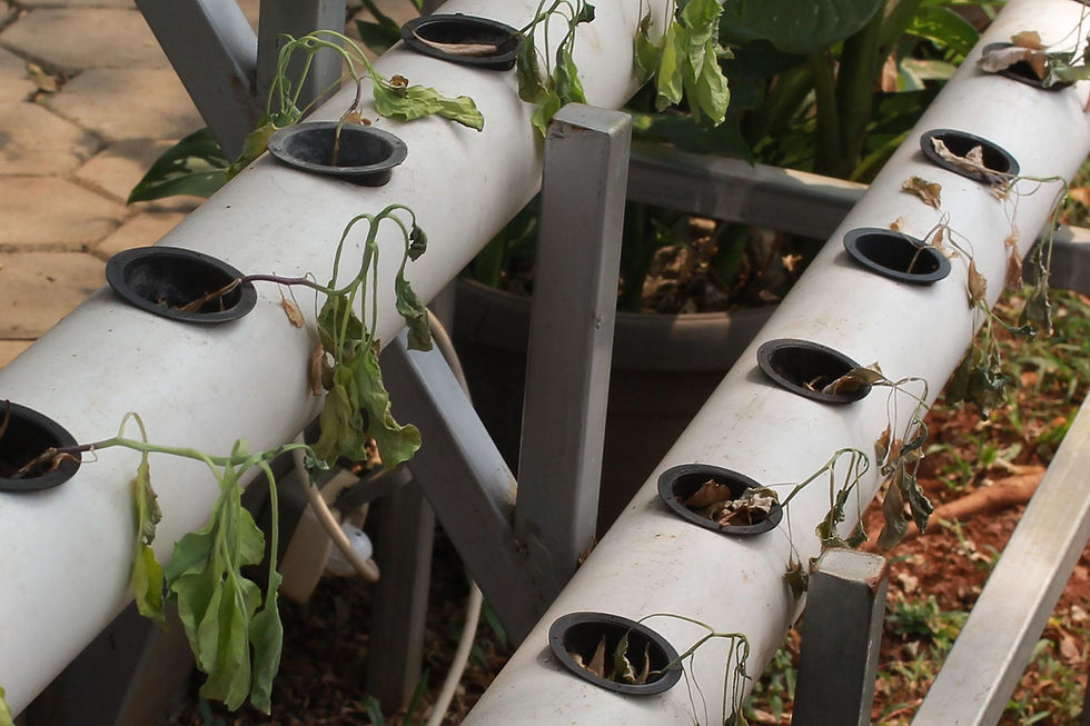 Greenhouse Ventilation Solutions: Breaking the "Hot and Humid Deadlock" in Malaysia's Glass Greenhouses