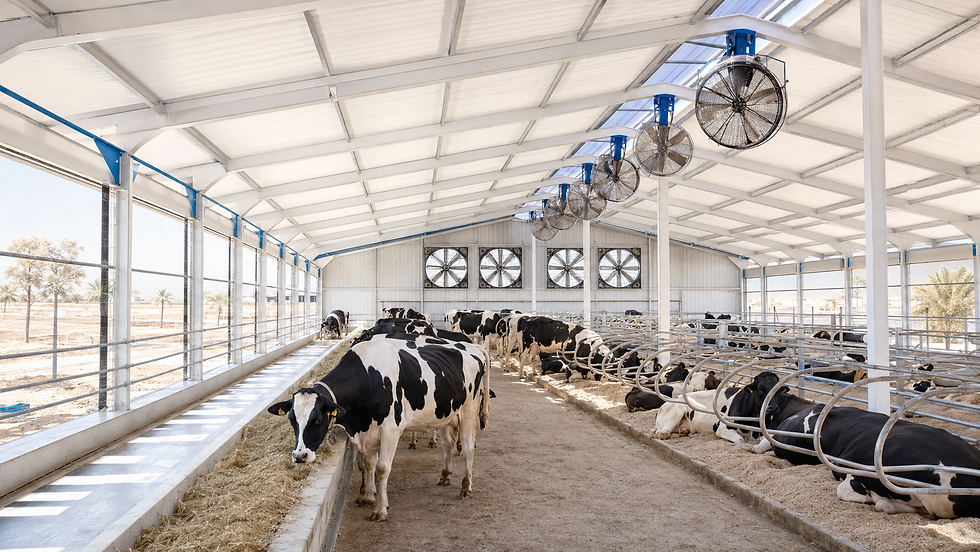 POPULA Dairy Farm Ventilation Solution after airflow improvement in a cattle barn