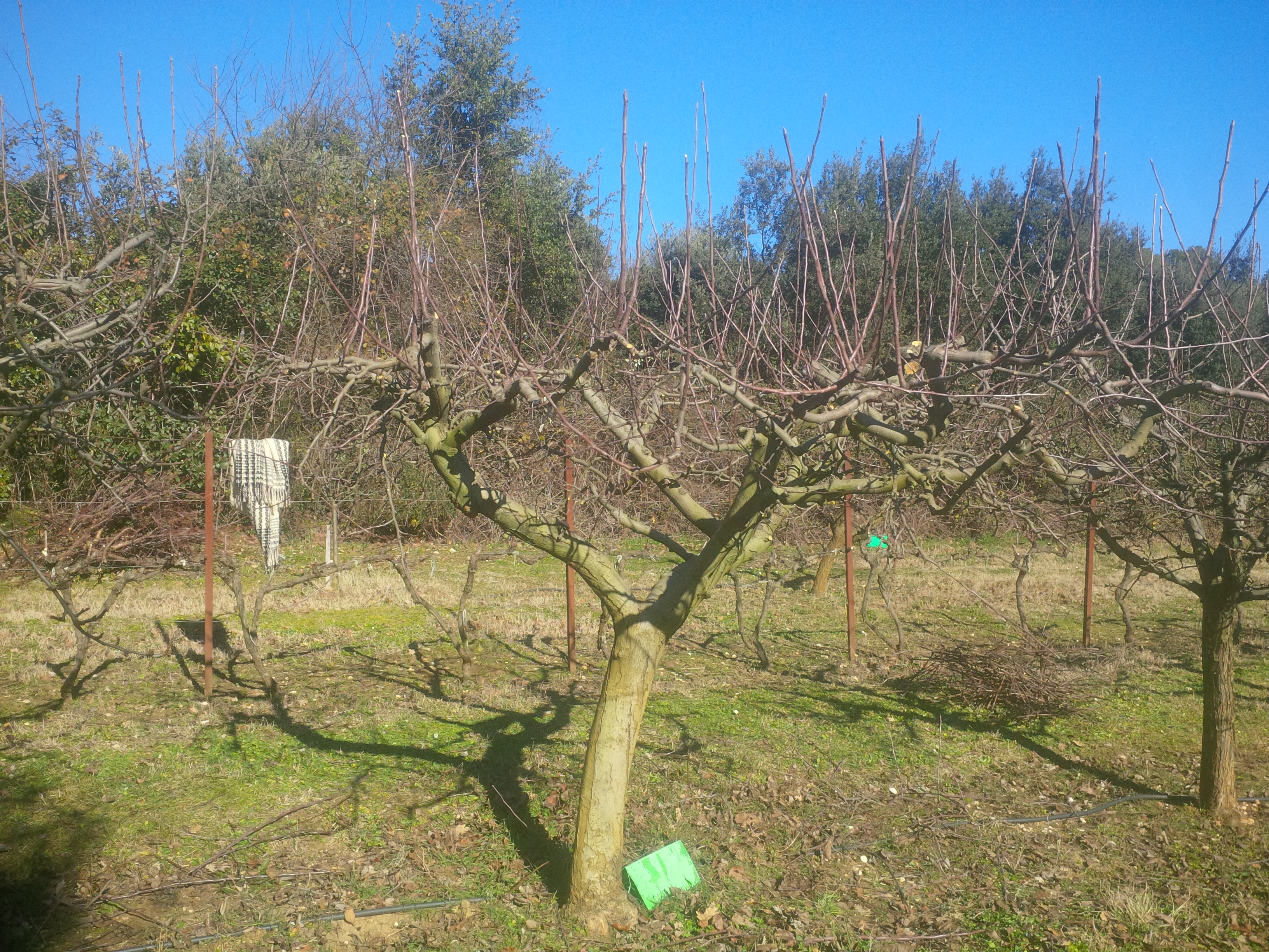 Taille fructification Pommiers_APRÈS