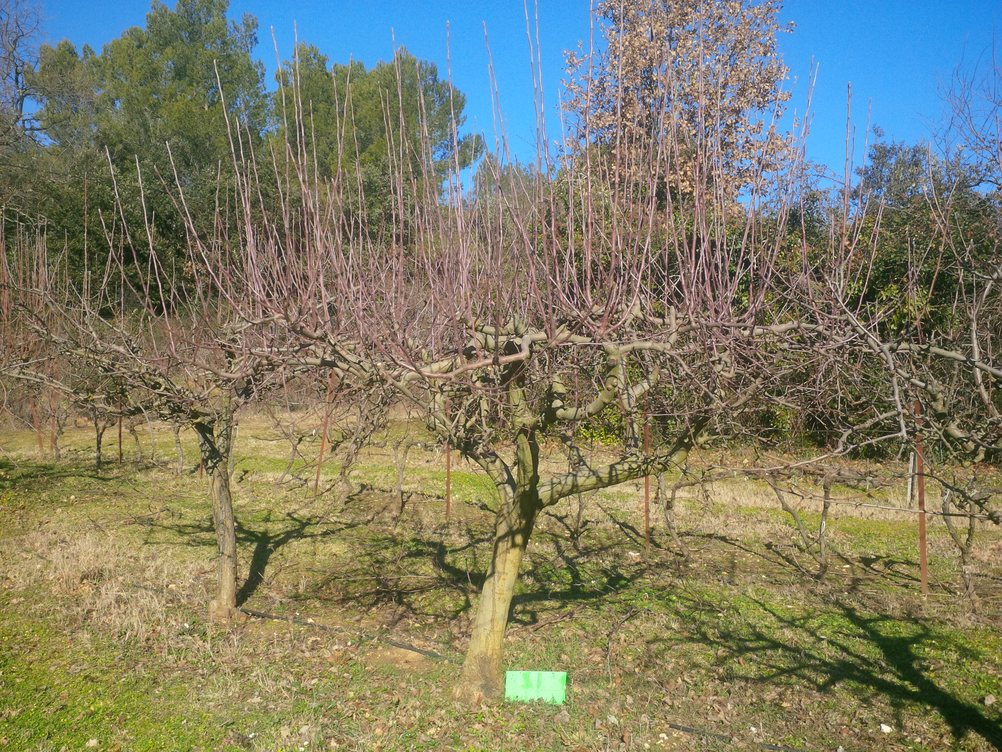 Taille fructification Pommiers_AVANT
