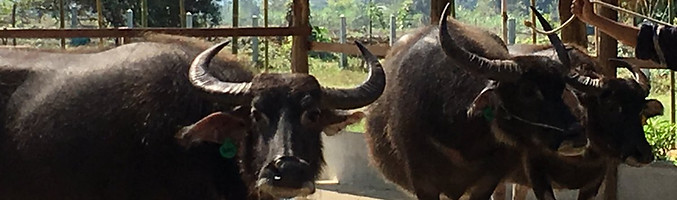 Buffallo Dairy Farm, Luang Prabang