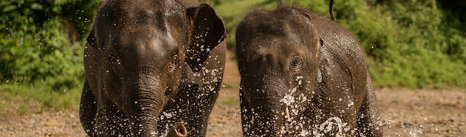 Elephant Experience, Laos