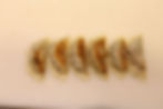 907 Gyoza de carne