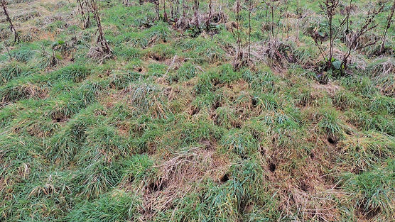 Habitat-that-is-ideal-for-voles-and-kestrels.JPG