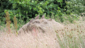 Roborough-Rewilders-Kestrel-story (1).jpg