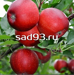 Гала Дарк Бьюти.PNG