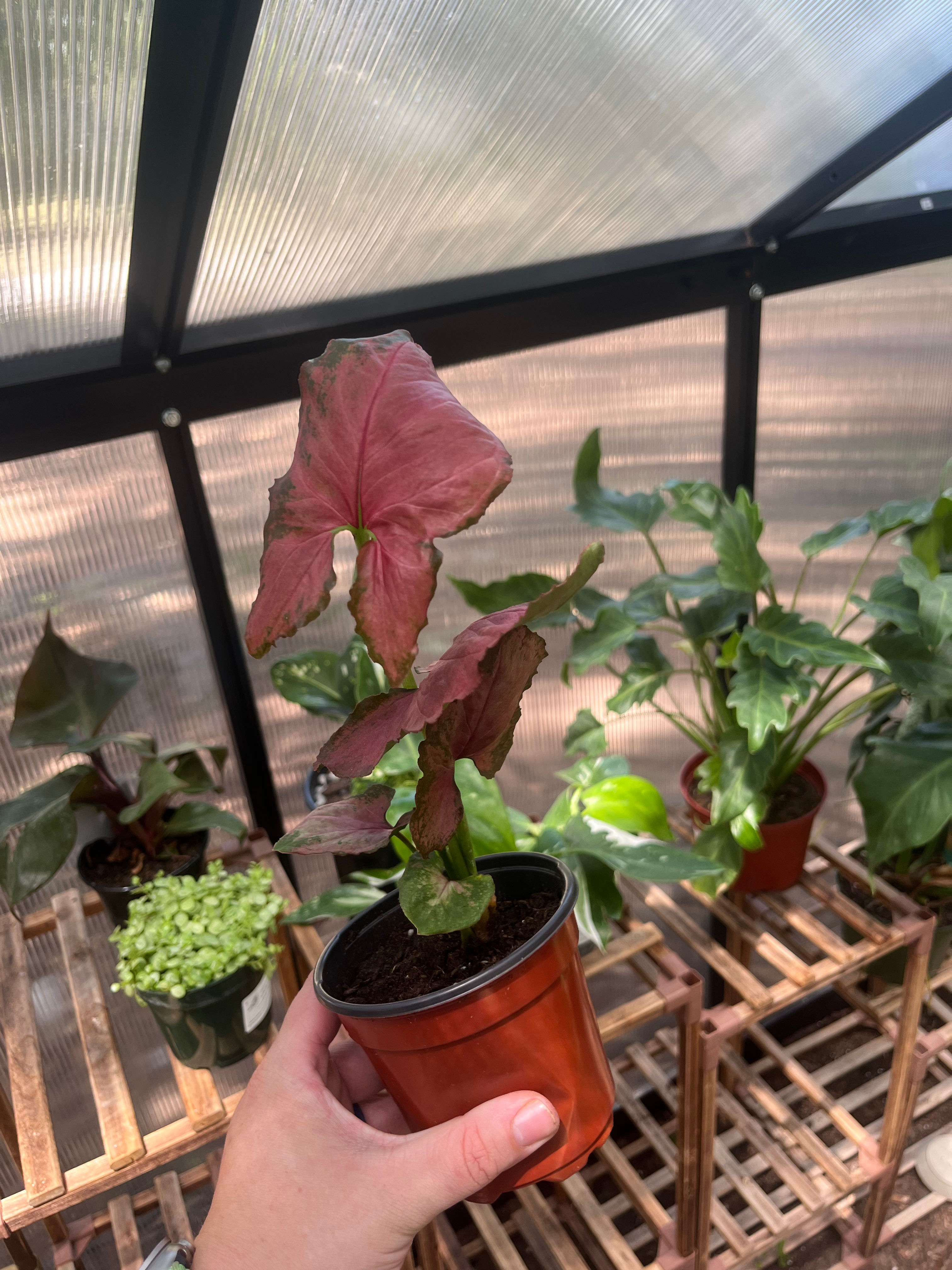 4” Syngonium Orm Nak Red