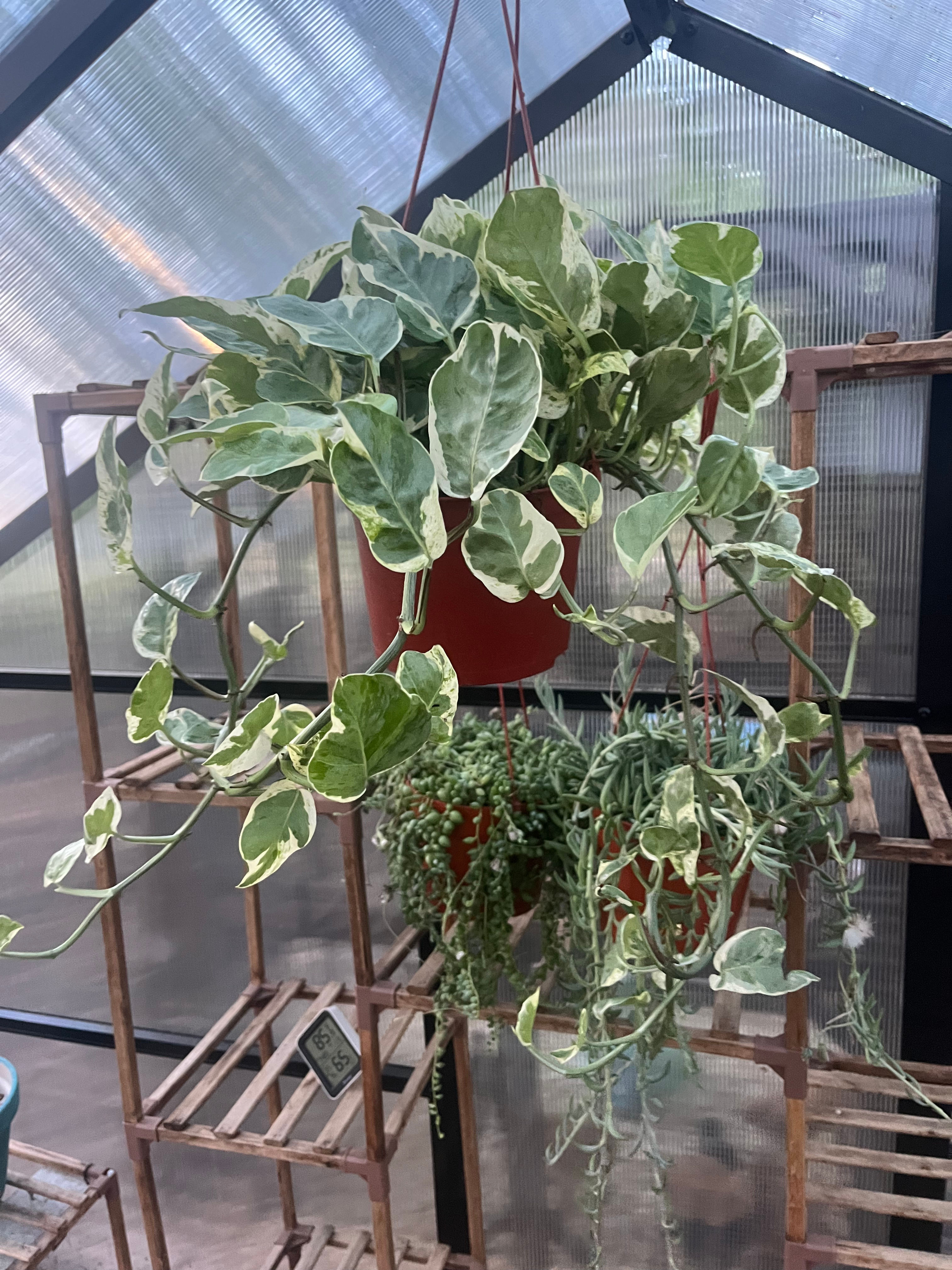 6” Pothos ‘N Joy