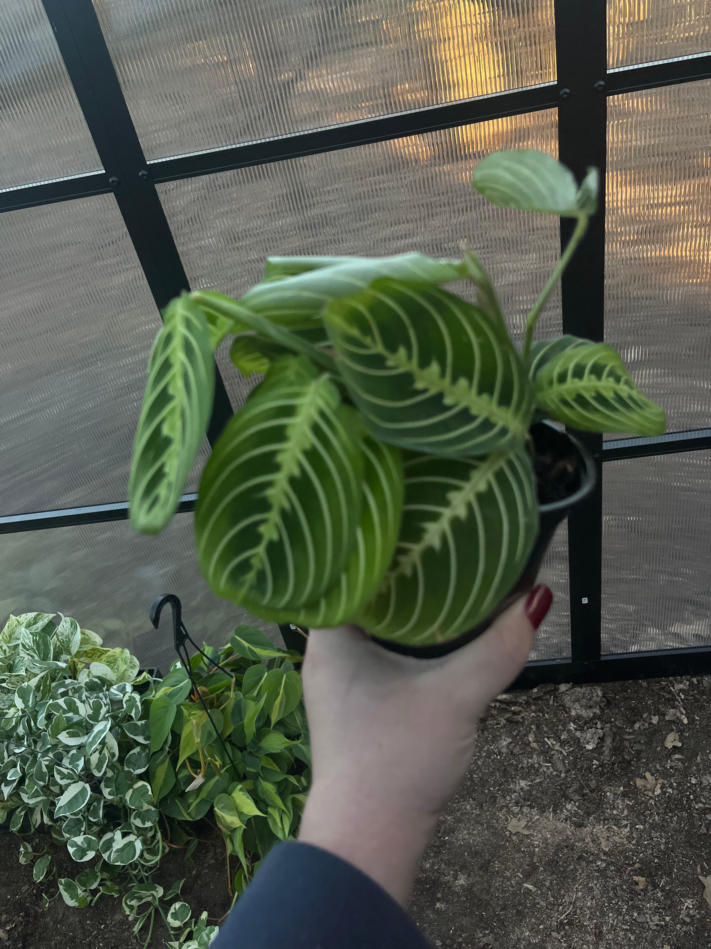 4” Lemon Lime Prayer Plant