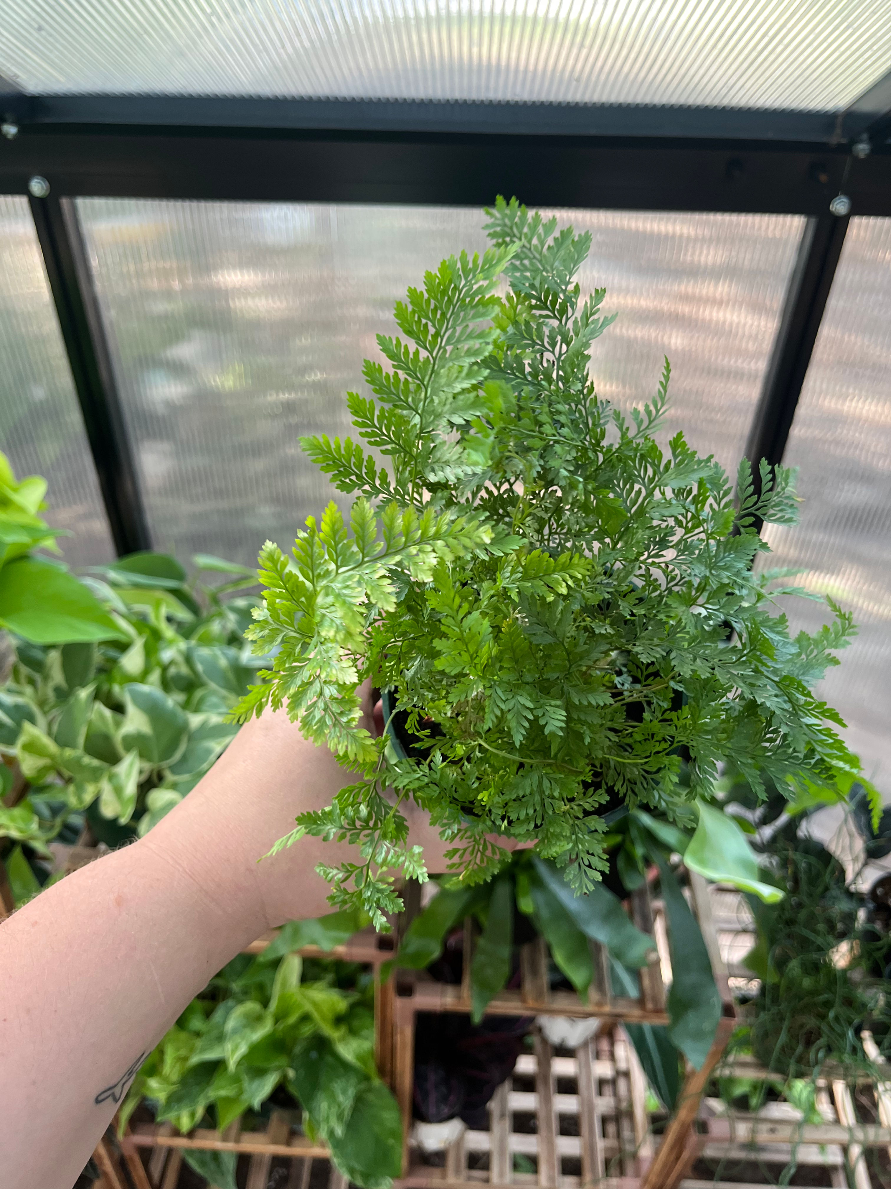 4” Rabbits Foot Fern