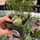 Thumbnail: Giant Lithops 