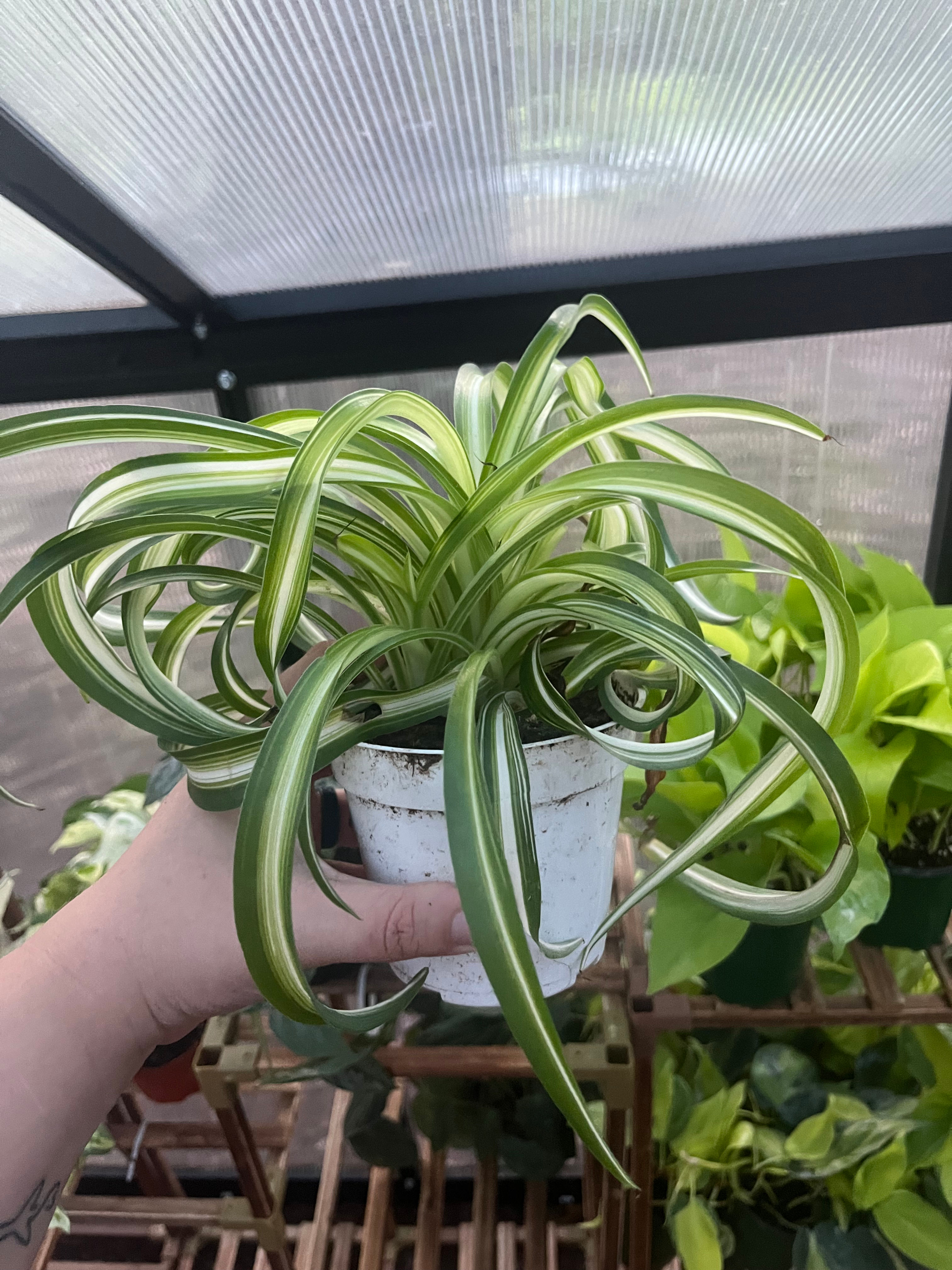 4” Curly Spider Plant