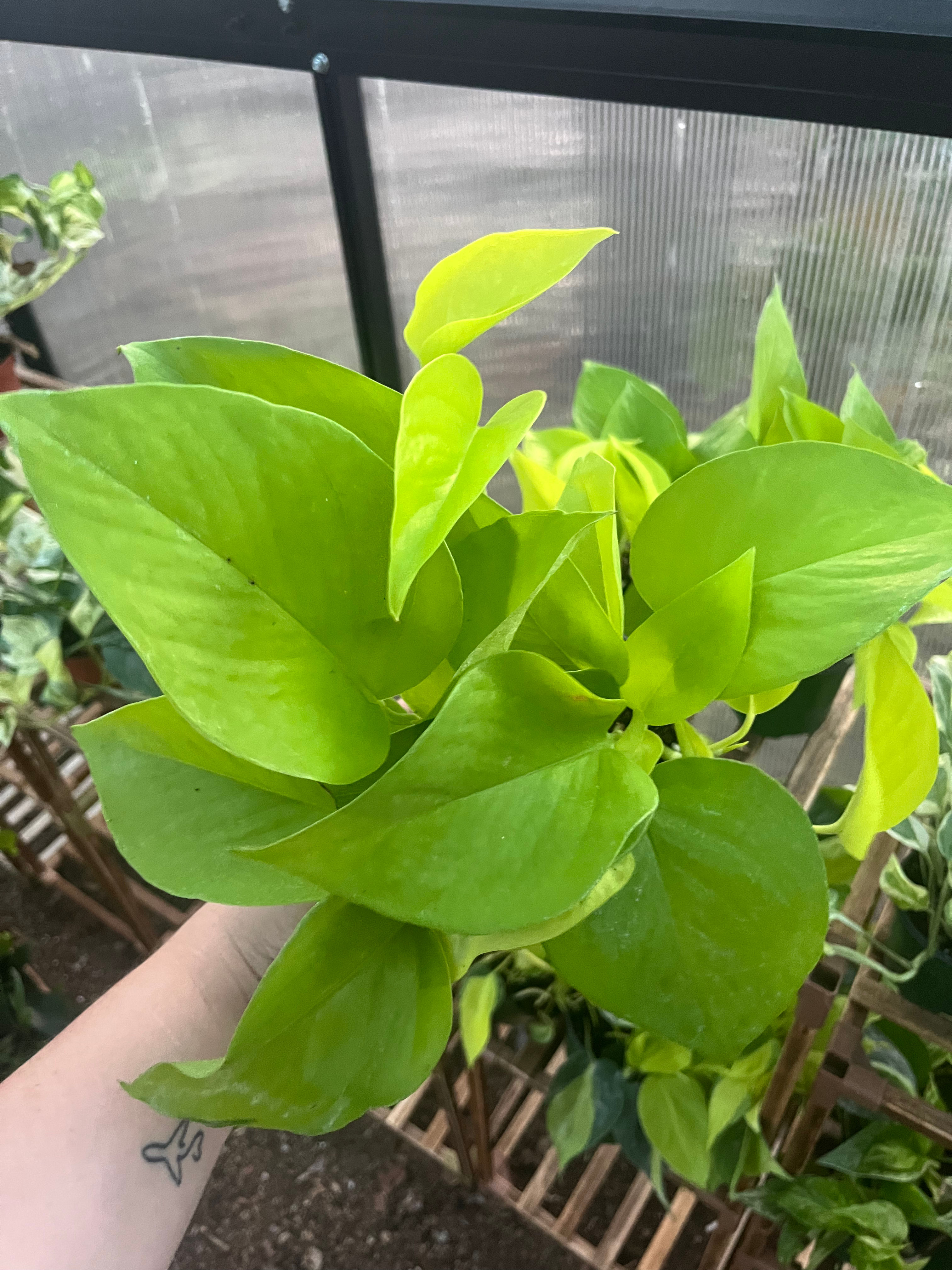 4” Neon Pothos