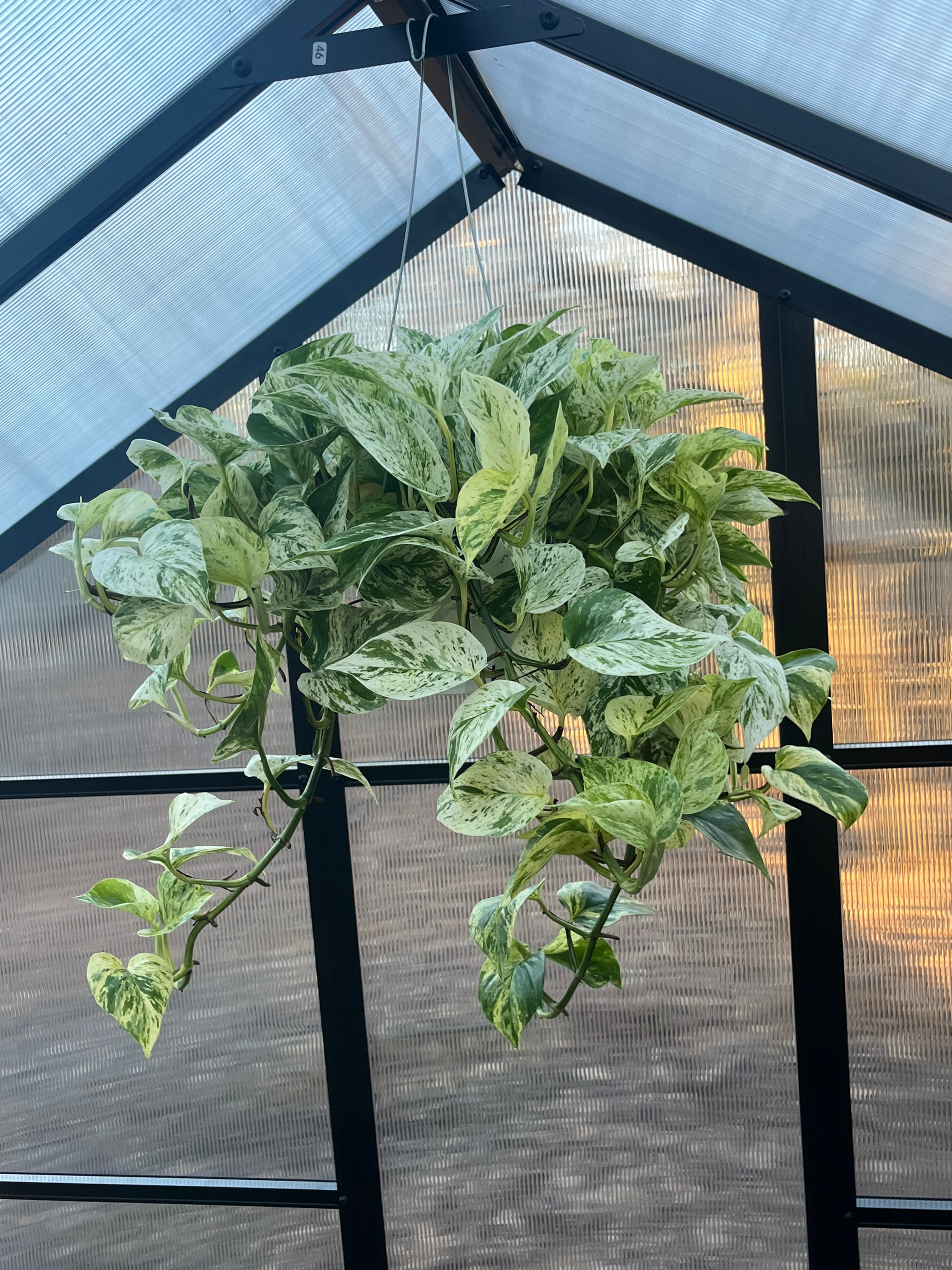 6” Snow Queen Pothos