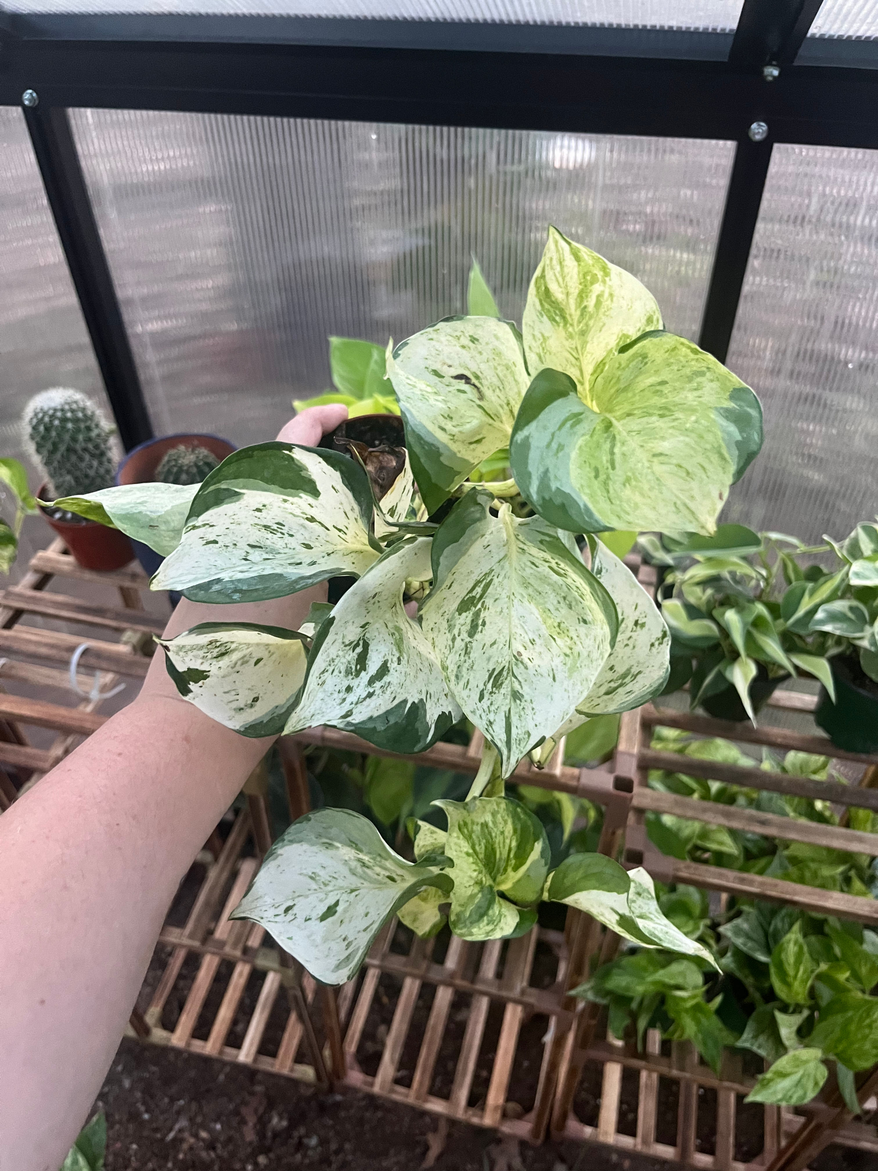 4” Manjula Pothos