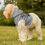 Thumbnail: Stay Pawsitive Grey Pet Hoodie - Cute & Comfy Positive Pet Apparel