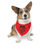 Thumbnail: Fun Red Pet Bandana - "It's Treat O'Clock Somewhere"