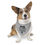 Thumbnail: Funny Grey Pet Bandana - "It's Treat O'Clock Somewhere"