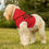 Thumbnail: Stay Pawsitive Red Pet Hoodie - Cute & Comfy Positive Pet Apparel