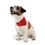 Thumbnail: Stay Positive Red Pet Bandana Collar - Dog Good Vibes for Happy Pets