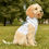 Thumbnail: Stay Pawsitive White Pet Hoodie - Cute & Comfy Positive Pet Apparel