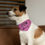 Thumbnail: Cute Dog Purple Bandana Collar - Let's Paw-ty - Perfect for Pets Fun Vibes