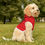 Thumbnail: Stay Pawsitive Red Pet Hoodie - Cute & Comfy Positive Pet Apparel
