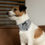 Thumbnail: Funny Grey Pet Bandana - "It's Treat O'Clock Somewhere"