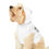 Thumbnail: Stay Pawsitive White Pet Hoodie - Cute & Comfy Positive Pet Apparel