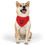 Thumbnail: Stay Positive Red Pet Bandana Collar - Dog Good Vibes for Happy Pets