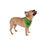 Thumbnail: Stay Pawsitive Green Pet Bandana - Stylish Dog Accessory for Happy Pets